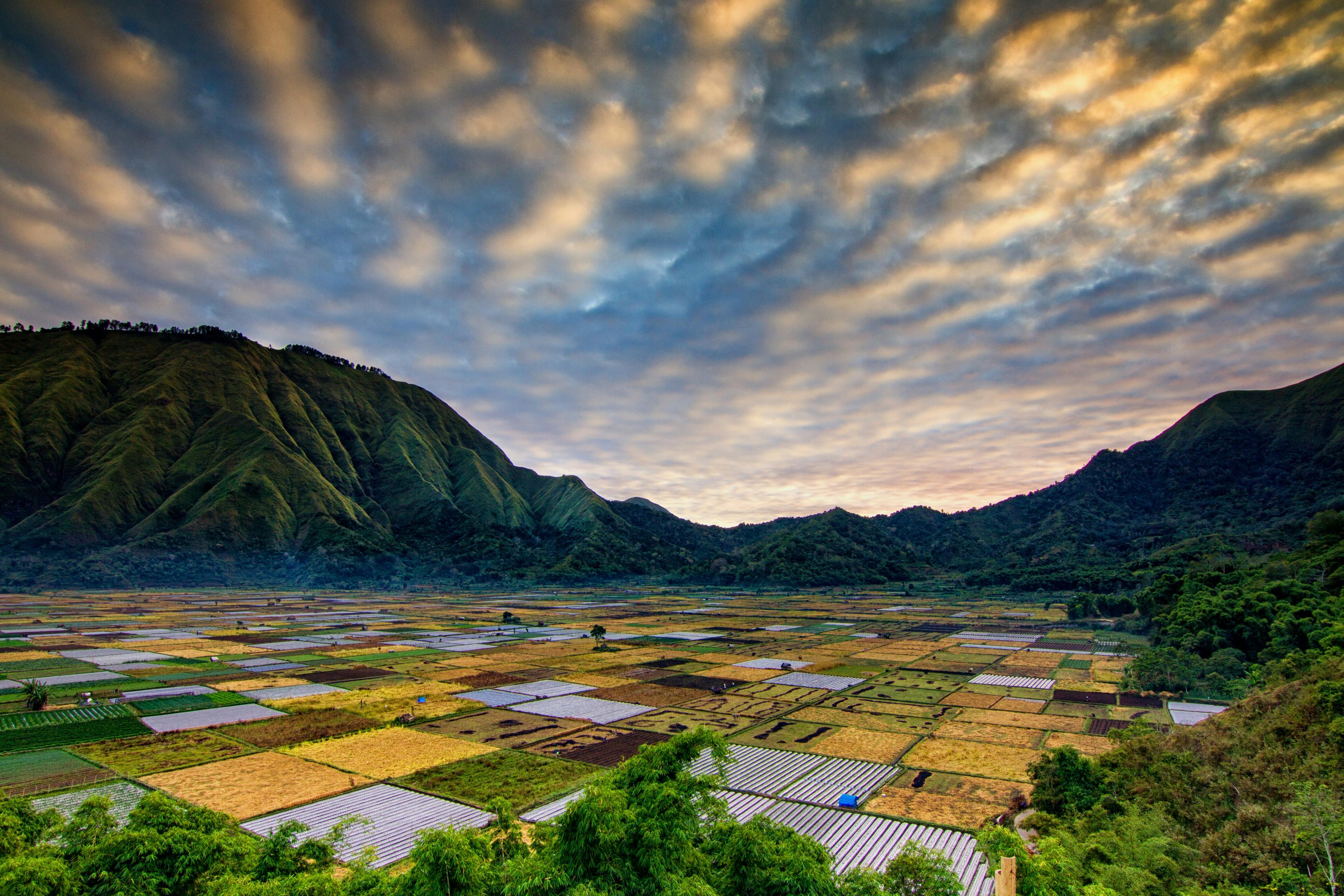A serene landscape of a lush green field under a clear blue sky